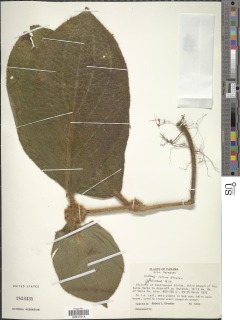 Miconia formicocollina image