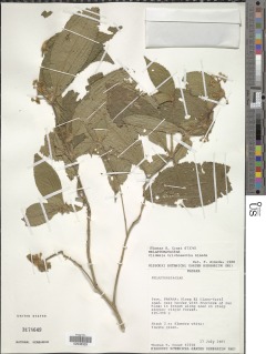 Clidemia trichosantha image