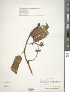 Clidemia epiphytica var. trichocalyx image