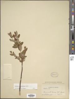 Kalmia microphylla var. occidentalis image
