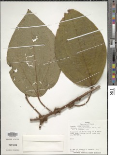 Image of Clidemia crenulata