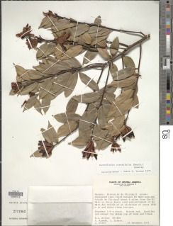 Cavendishia crassifolia image