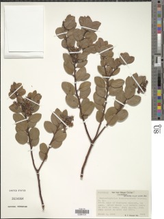 Arctostaphylos montereyensis image