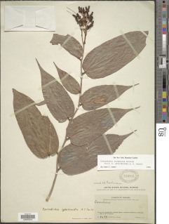 Image of Cavendishia lindauiana