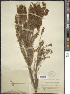 Erica mannii subsp. mannii image