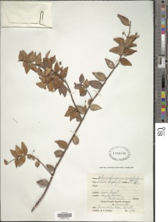 Image of Sphyrospermum cordifolium