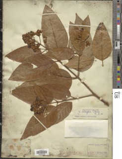 Image of Vismia latifolia