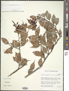 Image of Cavendishia chiriquiensis