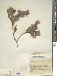 Arctostaphylos canescens subsp. sonomensis image