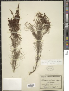 Erica mannii subsp. mannii image