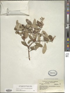 Comarostaphylis diversifolia subsp. planifolia image