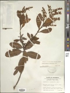 Comarostaphylis arbutoides subsp. arbutoides image