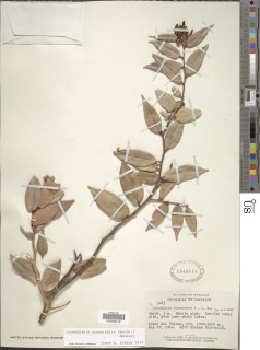 Image of Cavendishia crassifolia