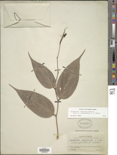 Cavendishia lindauiana image
