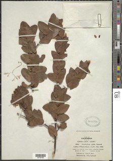 Arctostaphylos pallida image