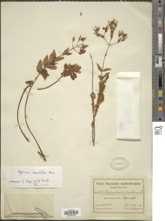 Image of Hypericum annulatum