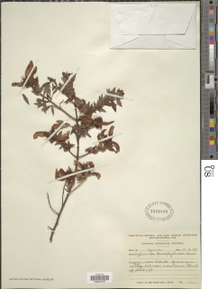 Hypericum revolutum subsp. revolutum image