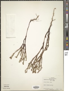 Hypericum gnidioides image