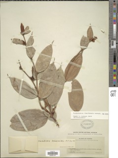 Cavendishia fusiformis image