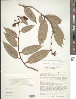 Image of Cavendishia atroviolacea