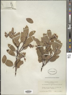 Arctostaphylos glandulosa subsp. cushingiana image