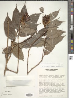 Cavendishia megabracteata image