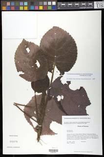 Trichodrymonia peltatifolia image