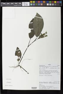 Image of Ascotheca paucinervia