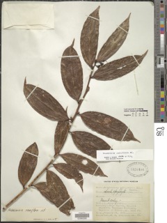 Image of Psammisia ramiflora