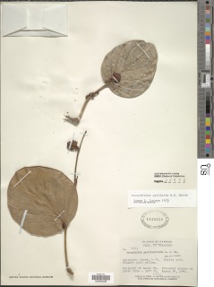 Image of Cavendishia axillaris