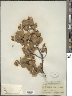 Arctostaphylos manzanita subsp. elegans image