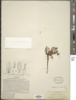 Hypericum mexicanum image