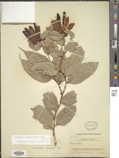 Cavendishia megabracteata image