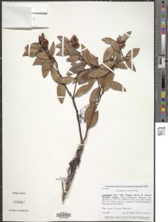 Gaultheria erecta image