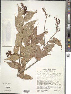 Cavendishia laurifolia image