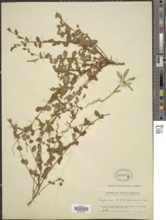 Hypericum peplidifolium image