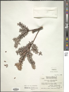 Image of Vaccinium confertum