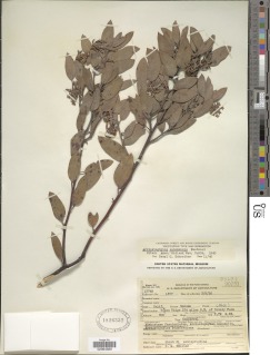 Arctostaphylos canescens subsp. sonomensis image