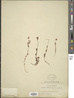 Hypericum epigeium image