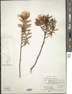 Hypericum revolutum subsp. keniense image