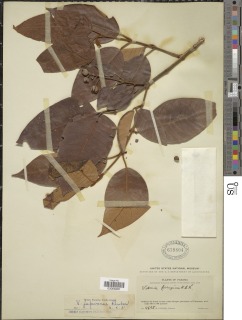 Image of Vismia japurensis