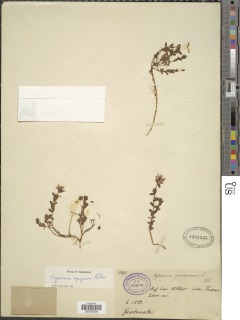 Image of Hypericum mexicanum