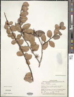 Macleania epiphytica image