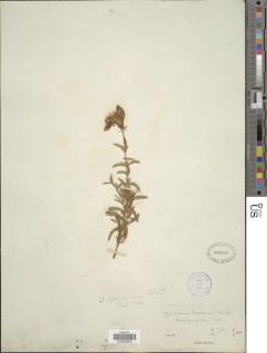 Hypericum concinnum image