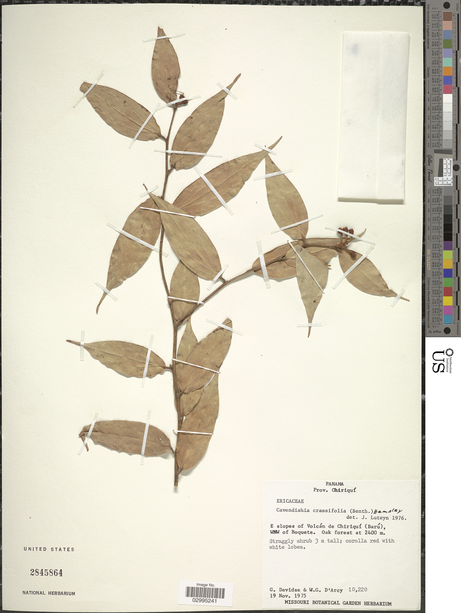 Cavendishia crassifolia image
