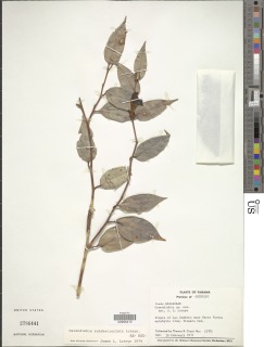 Cavendishia subfasciculata image