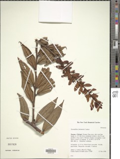 Cavendishia fortunensis image