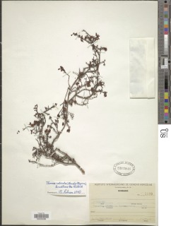 Hypericum calcicola image