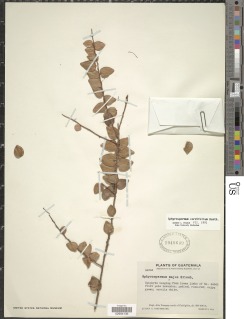 Image of Sphyrospermum majus
