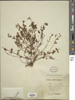 Image of Hypericum peplidifolium